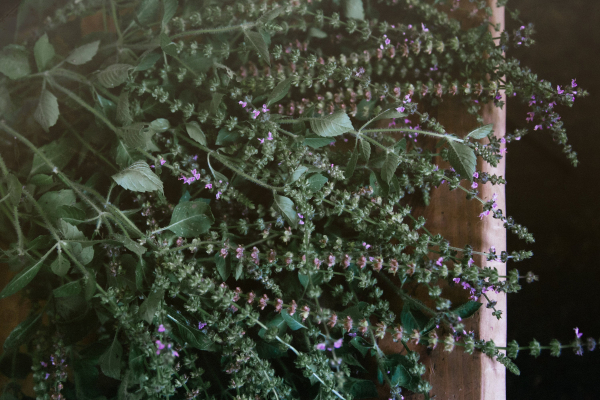 Holy Basil Tincture | Tulsi Tincture