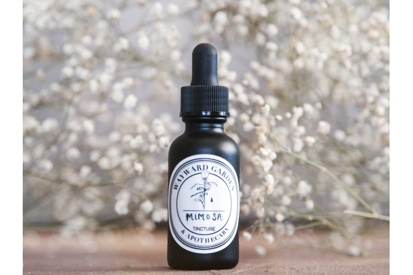 Mimosa Tincture