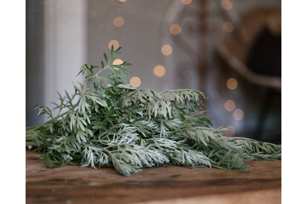 Wormwood Tinture