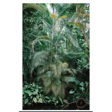 De Hortus Botanicus Amsterdam Botanical Gardens Poster